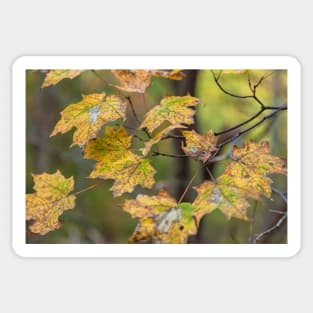 Maple Leaves Sticker